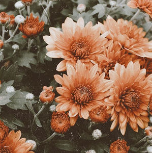 Meet your Posher, Abigail